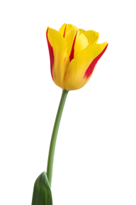 Tulip PNG Free Download 49