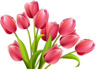 Tulip PNG Free Download 5