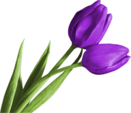 Tulip PNG Free Download 6