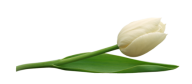 Tulip PNG Free Download 7
