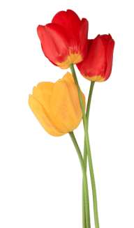 Tulip PNG Free Download 8