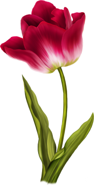 Tulip PNG Free Download 9