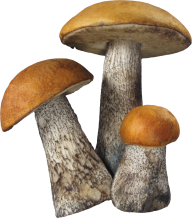 village grown mushroom free download png