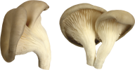 village mushroom free download png