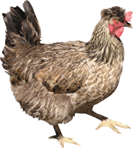 Walking Chicken Png
