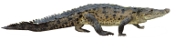 Walking Crocodile Png