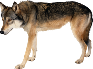 walking wolf free png download