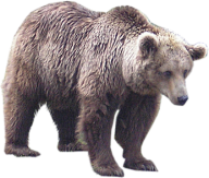 White Bear Png Free Download