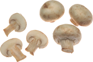 white buds mushroom free download png