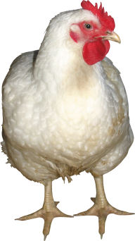 White Chicken Front View