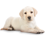 White Dog Png Sleeping