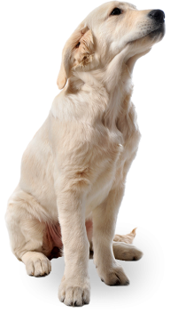 White Dog Png