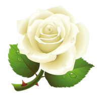White Roses PNG Free Download 1