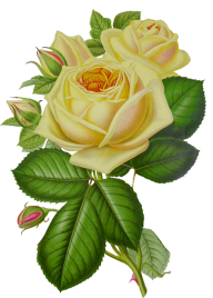 White Roses PNG Free Download 12