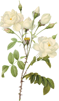White Roses PNG Free Download 16