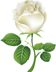 White Roses PNG Free Download 17