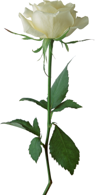 White Roses PNG Free Download 18