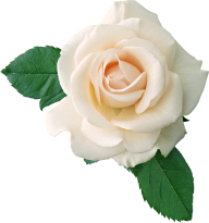 White Roses PNG Free Download 19