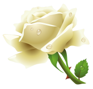 White Roses PNG Free Download 2