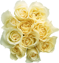 White Roses PNG Free Download 20