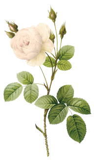 White Roses PNG Free Download 21