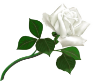 White Roses PNG Free Download 22