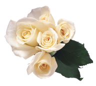 White Roses PNG Free Download 23