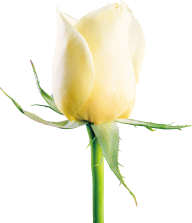 White Roses PNG Free Download 24