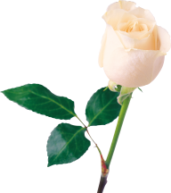 White Roses PNG Free Download 25