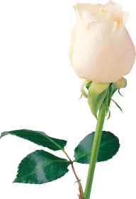 White Roses PNG Free Download 27