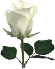 White Roses PNG Free Download 3