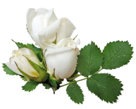 White Roses PNG Free Download 4