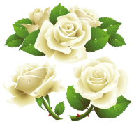 White Roses PNG Free Download 7