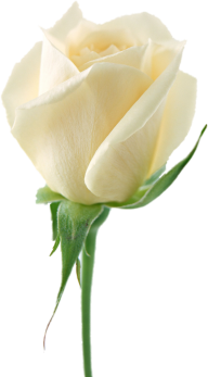 White Roses PNG Free Download 8