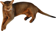 Wild Cat Png