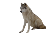 wolf sitting  free png download