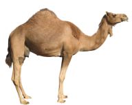 Young Camel Png